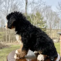 Chloe, a female Miniature Bernedoodle for sale in Dover, OH – Photo 7 of 7