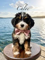 Chloe, a female Miniature Bernedoodle for sale in Dover, OH – Photo 1 of 7