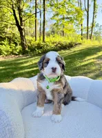 Bruno, a male Miniature Bernedoodle for sale in Dover, OH – 10 of 10