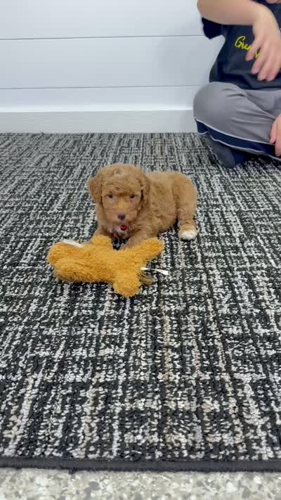 Goldie 💖, a female Miniature Goldendoodle for sale in Dover, OH – 9 of 10