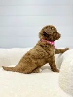 Rosie  💖, a female Miniature Goldendoodle for sale in Dover, OH – 4 of 10