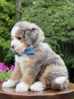 Jackson, a male Miniature Bernedoodle for sale in Dover, OH – 7 of 8