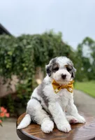 Enzo, a male Miniature Bernedoodle for sale in Dover, OH – 5 of 10