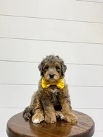 Cash, a male Miniature Goldendoodle for sale in Dover, OH – 5 of 10