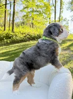 Bruno, a male Miniature Bernedoodle for sale in Dover, OH – 5 of 10