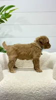 Tori  💖, a female Miniature Goldendoodle for sale in Dover, OH – 7 of 10