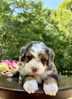 Charlie, a male Miniature Bernedoodle for sale in Dover, OH – 9 of 10