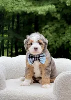 Bruno, a male Miniature Bernedoodle for sale in Dover, OH – 7 of 10