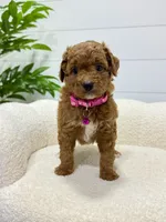 Rosie  💖, a female Miniature Goldendoodle for sale in Dover, OH – 8 of 10