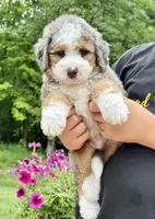 Jackson, a male Miniature Bernedoodle for sale in Dover, OH – 2 of 8