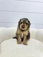 Max, a male Miniature Goldendoodle for sale in Dover, OH – Photo 7 of 10