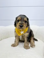 Max, a male Miniature Goldendoodle for sale in Dover, OH – Photo 10 of 10