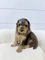 Max, a male Miniature Goldendoodle for sale in Dover, OH – Photo 2 of 10