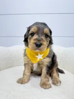 Max, a male Miniature Goldendoodle for sale in Dover, OH – Photo 1 of 10