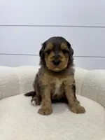Max, a male Miniature Goldendoodle for sale in Dover, OH – Photo 9 of 10