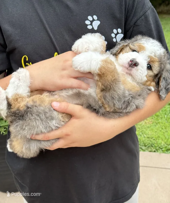 Jackson – Miniature Bernedoodle puppy for sale in Dover, OH