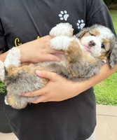 Jackson, a male Miniature Bernedoodle for sale in Dover, OH – 1 of 8