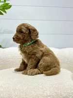 Rio  🐶❤️‍🩹, a male Miniature Goldendoodle for sale in Dover, OH – 4 of 10