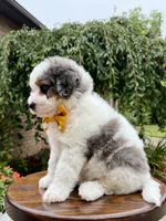 Enzo, a male Miniature Bernedoodle for sale in Dover, OH – 7 of 10