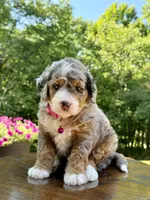 Maggie, a female Miniature Bernedoodle for sale in Dover, OH – 10 of 10
