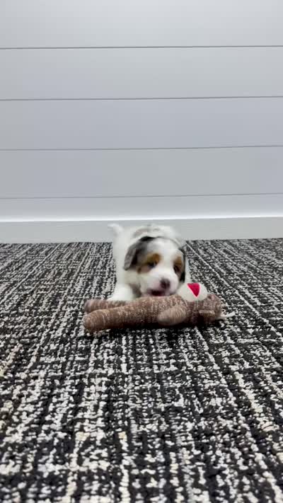 Gracie, a female Miniature Goldendoodle for sale in Dover, OH – 10 of 10