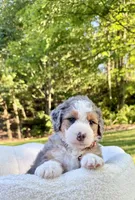 Jackson, a male Miniature Bernedoodle for sale in Dover, OH – 2 of 10