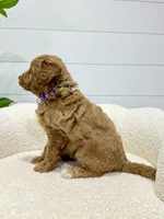Daisy  💖, a female Miniature Goldendoodle for sale in Dover, OH – 3 of 10