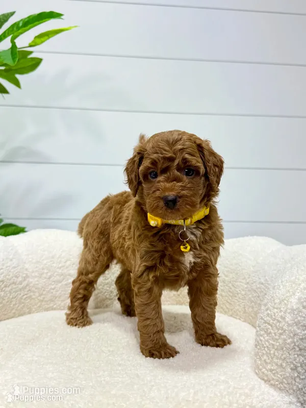Lilah  💖 – Miniature Goldendoodle puppy for sale in Dover, OH
