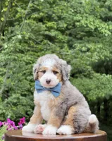 Jackson, a male Miniature Bernedoodle for sale in Dover, OH – 8 of 8