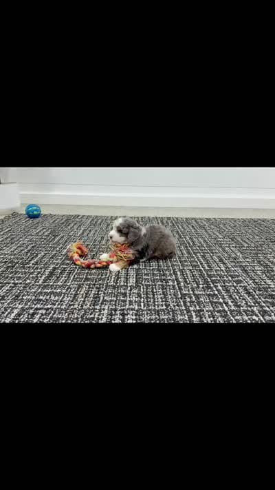 Charlie, a male Miniature Bernedoodle for sale in Dover, OH – 4 of 10