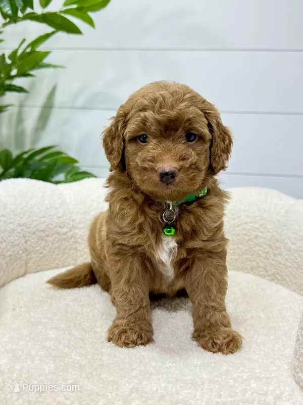 Rio  🐶❤️‍🩹 – Miniature Goldendoodle puppy for sale in Dover, OH