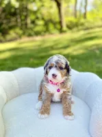 Maggie, a female Miniature Bernedoodle for sale in Dover, OH – 1 of 10