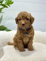Milo  ❤️‍🩹🐶, a male Miniature Goldendoodle for sale in Dover, OH – 7 of 10