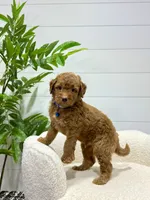 Milo  ❤️‍🩹🐶, a male Miniature Goldendoodle for sale in Dover, OH – 3 of 10