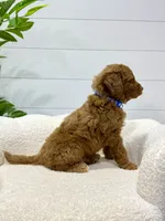 Milo  ❤️‍🩹🐶, a male Miniature Goldendoodle for sale in Dover, OH – 5 of 10