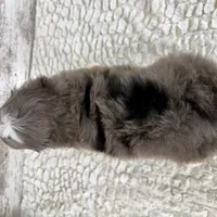 Sophia, a female Miniature Bernedoodle for sale in Dover, OH – Photo 7 of 10