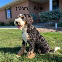 Sophia, a female Miniature Bernedoodle for sale in Dover, OH – Photo 9 of 10