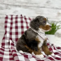 Sophia, a female Miniature Bernedoodle for sale in Dover, OH – Photo 5 of 10