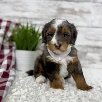 Sophia, a female Miniature Bernedoodle for sale in Dover, OH – Photo 1 of 10
