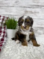 Sophia, a female Miniature Bernedoodle for sale in Dover, OH – Photo 1 of 10