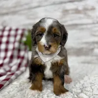 Sophia, a female Miniature Bernedoodle for sale in Dover, OH – Photo 8 of 10