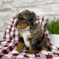 Sophia, a female Miniature Bernedoodle for sale in Dover, OH – Photo 2 of 10