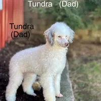 Sophia, a female Miniature Bernedoodle for sale in Dover, OH – Photo 10 of 10