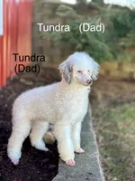Sophia, a female Miniature Bernedoodle for sale in Dover, OH – Photo 10 of 10