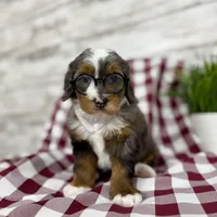 Sophia, a female Miniature Bernedoodle for sale in Dover, OH – Photo 3 of 10