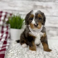 Sophia, a female Miniature Bernedoodle for sale in Dover, OH – Photo 6 of 10