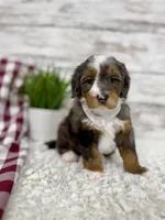 Sophia, a female Miniature Bernedoodle for sale in Dover, OH – Photo 6 of 10