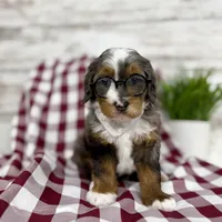 Sophia, a female Miniature Bernedoodle for sale in Dover, OH – Photo 4 of 10