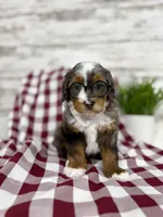 Sophia, a female Miniature Bernedoodle for sale in Dover, OH – Photo 4 of 10