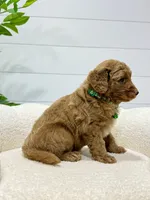 Rio  🐶❤️‍🩹, a male Miniature Goldendoodle for sale in Dover, OH – 8 of 10